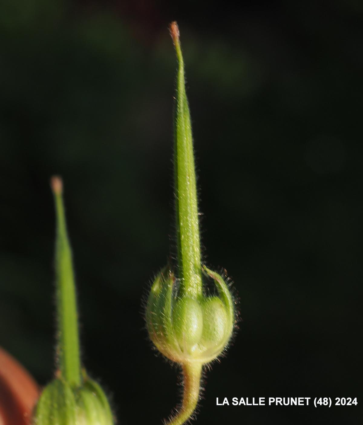 Cranesbill, Small-flowered fruit